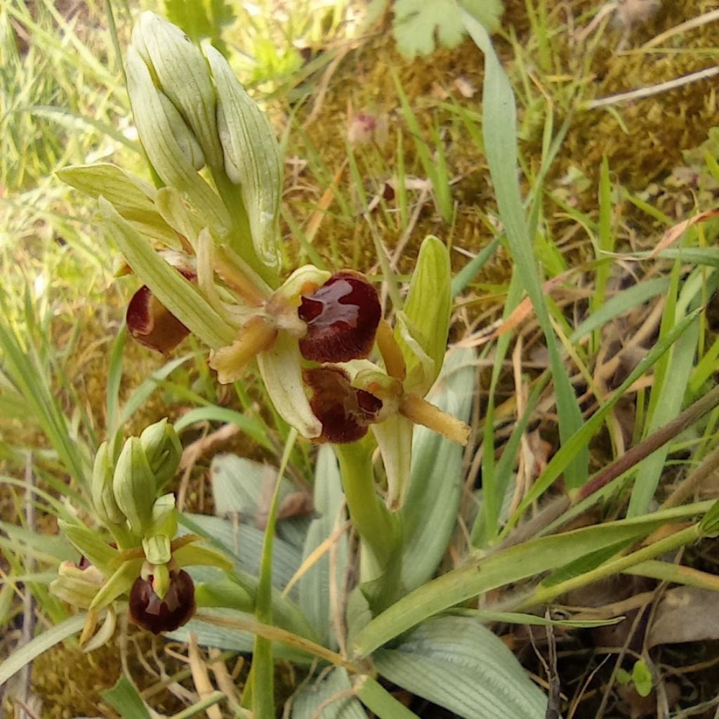 orchidee-Casentino